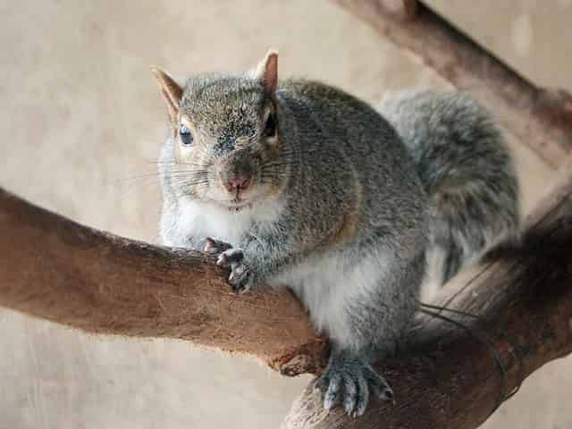 動物図鑑、トウブハイイロリス